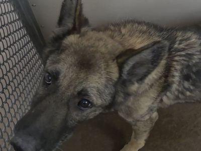 FOUND DOG: Help Us Reunite with Owner! Brigham City Utah Animal Shelter
