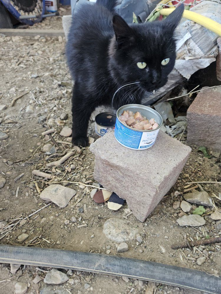 Sweet Black Kitten