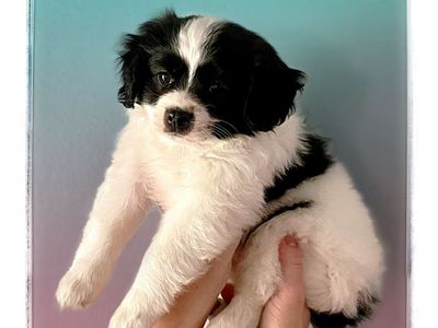 1 tiny CavaPom puppy left! • AKC Parents • Ready Now!