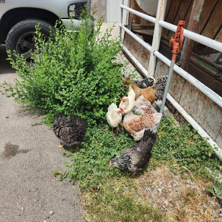 Laying Hens/ Rooster for sale