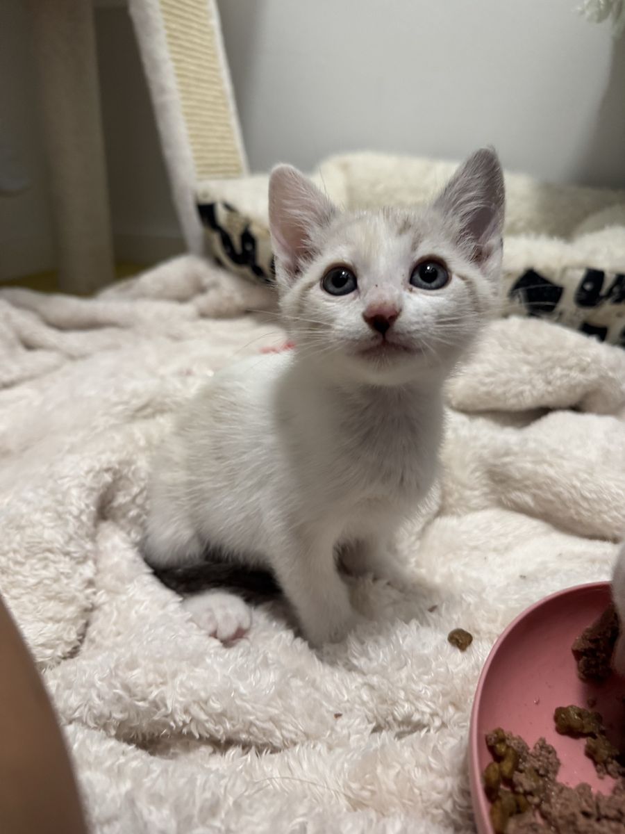 Kittens