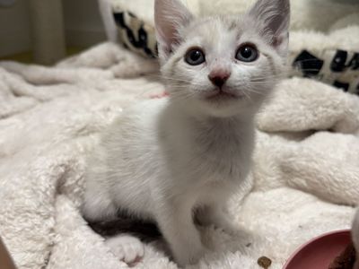 Kittens