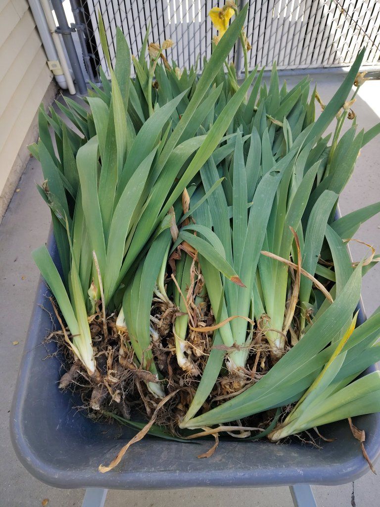 Free yellow iris plants