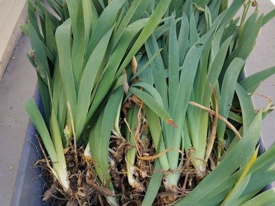 Free yellow iris plants