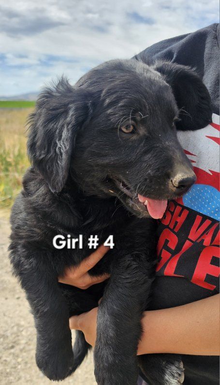 Golden Retriever/ Blue Heeler Puppies