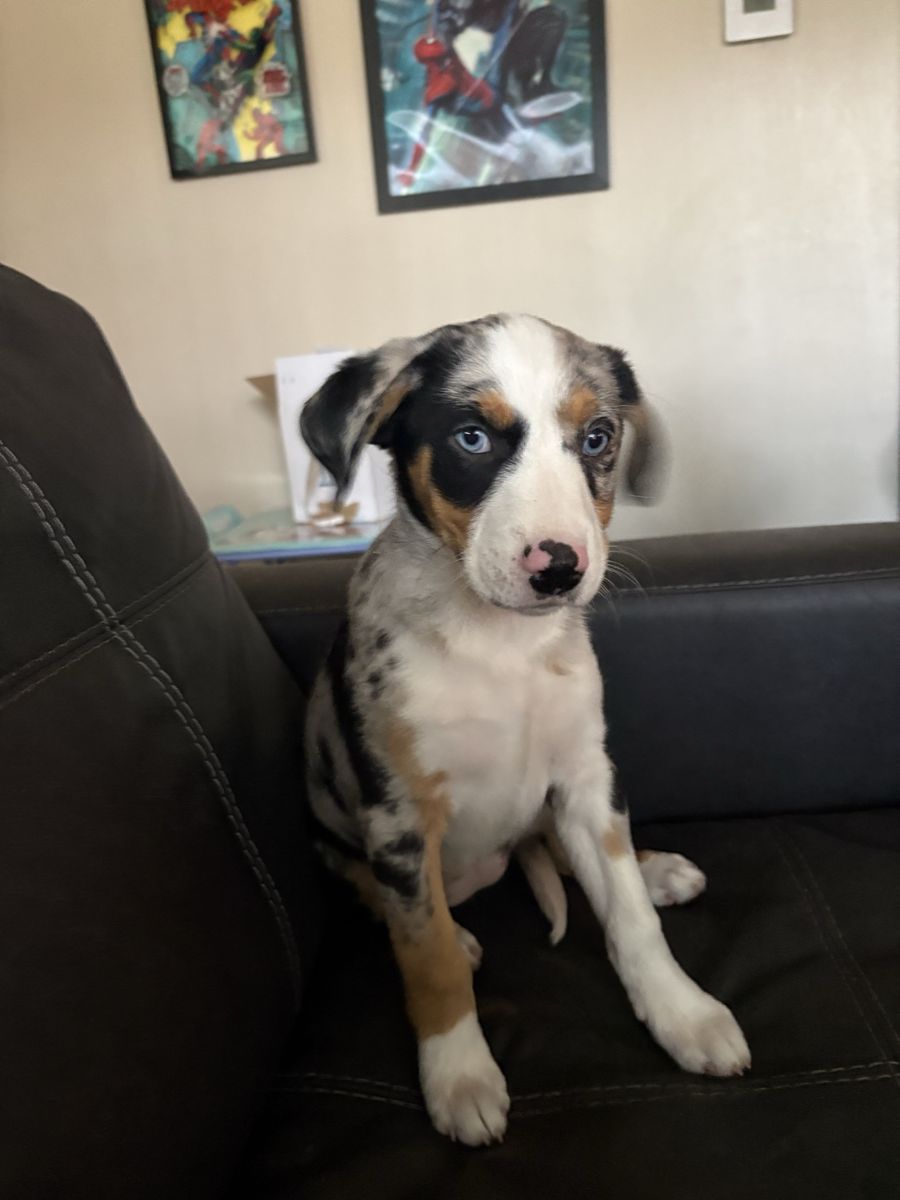 Border collie/ Heeler