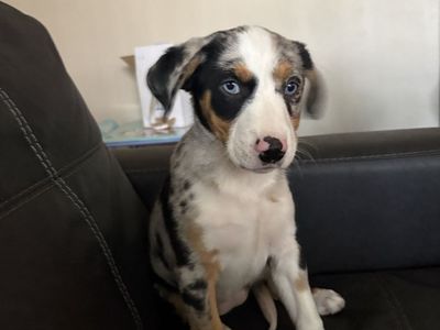 Border collie/ Heeler