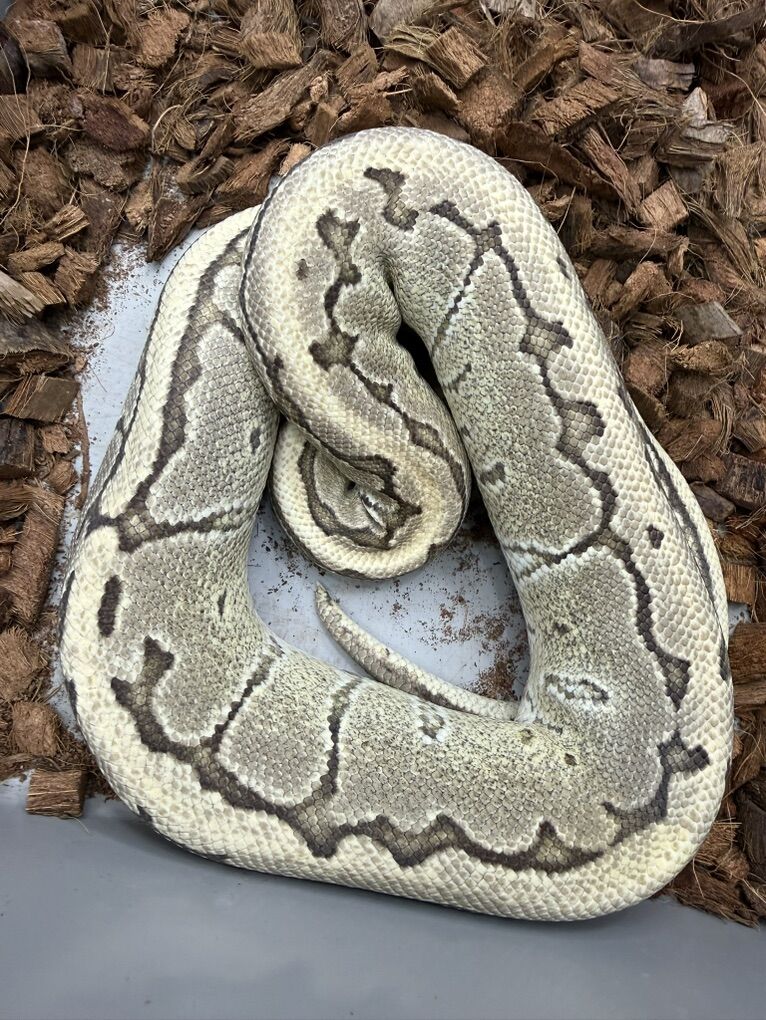 PB Desert Ghost Pinstripe