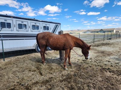 18 year old gelding
