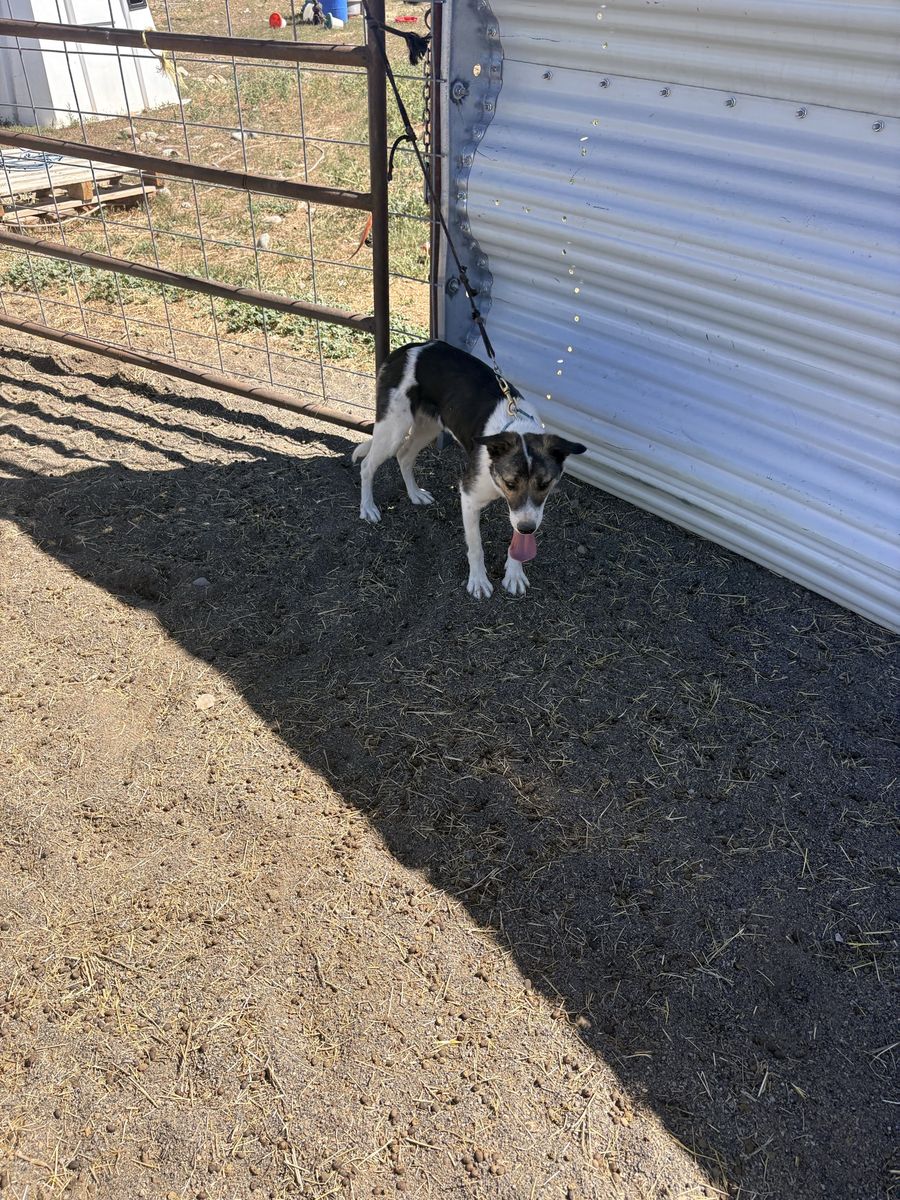 1 1/2 year old female border collie