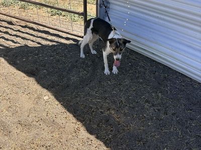 1 1/2 year old female border collie