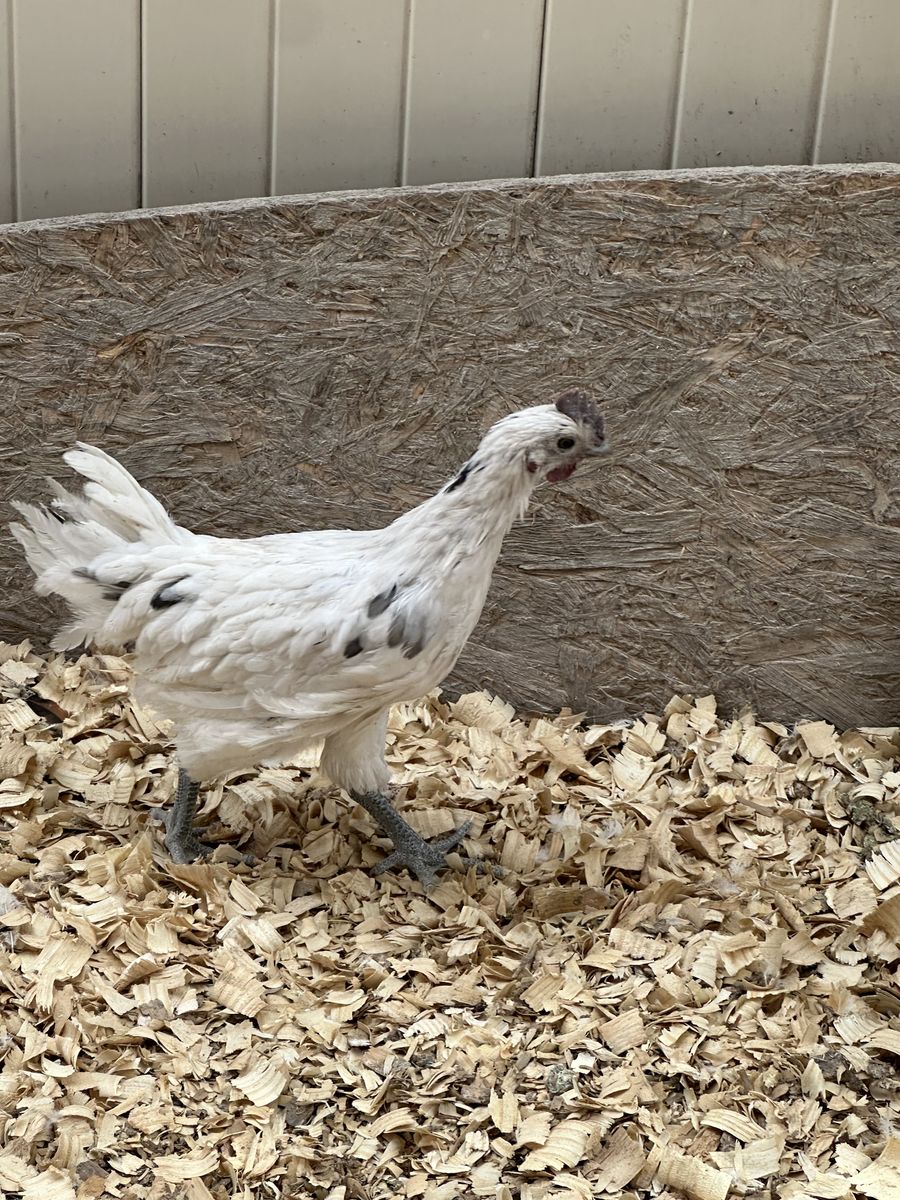 Zombie Roosters