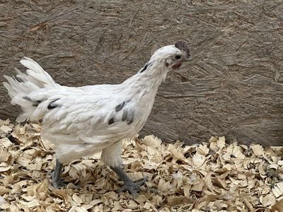 Zombie Roosters