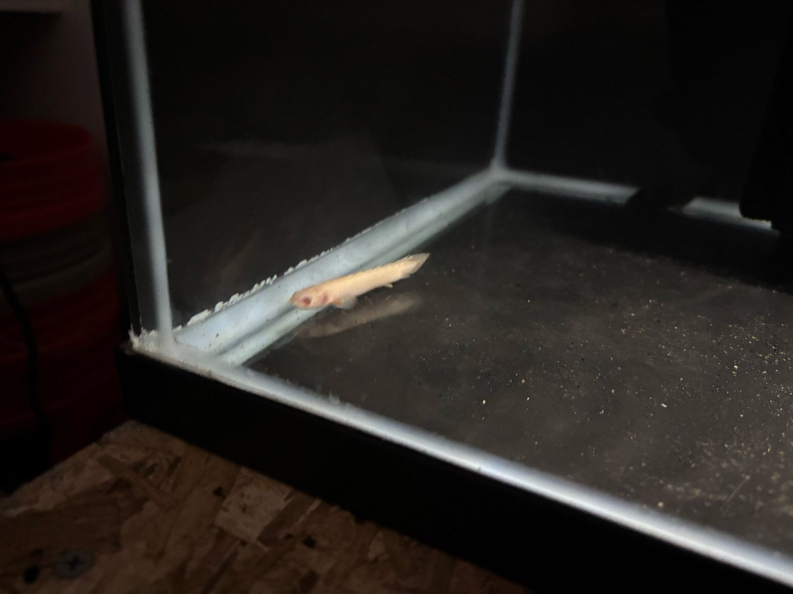 baby albino poly bicher