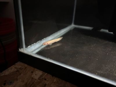 baby albino poly bicher