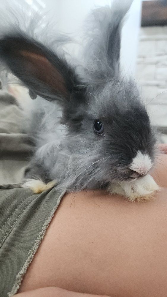 English Angora Doe