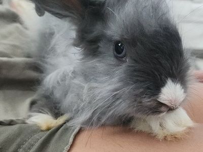 English Angora Doe
