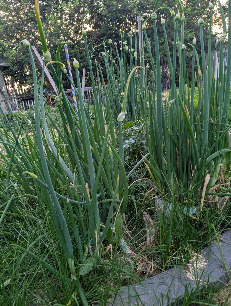 Egyptian Walking Onions!