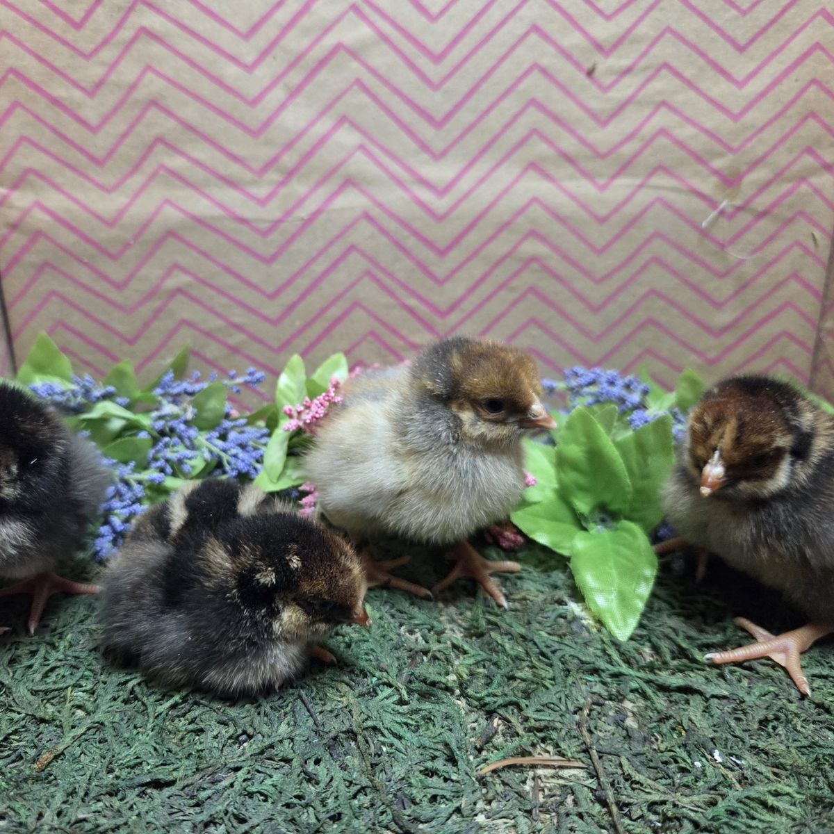 Blue Laced Red Wyondote