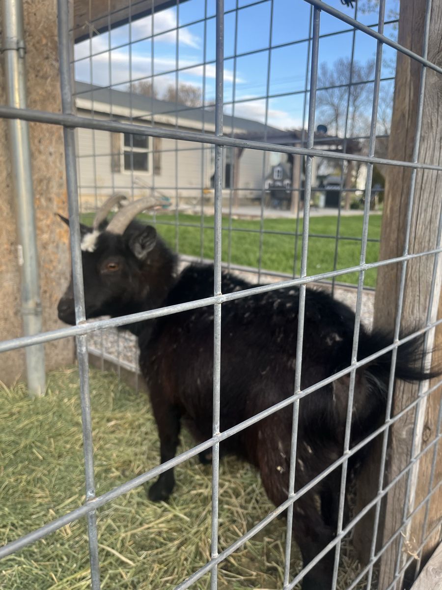Female Goat