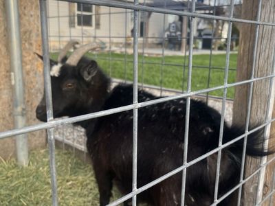 Female Goat
