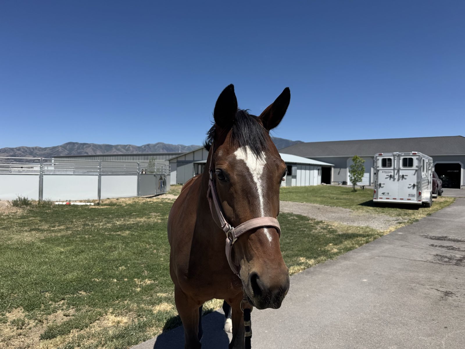5 year old Warmblood mare started over fences