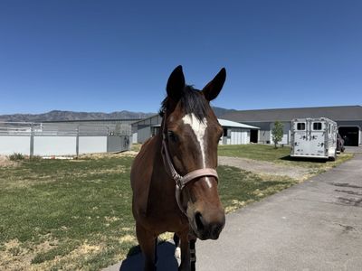 5 year old Warmblood mare started over fences