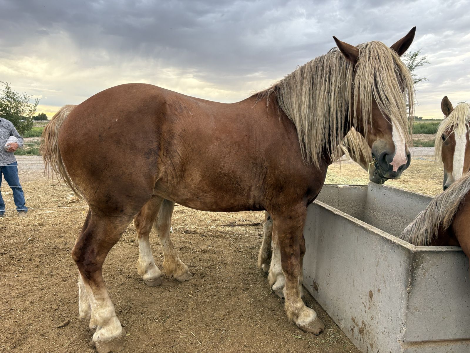 Belgian gelding 3 years old