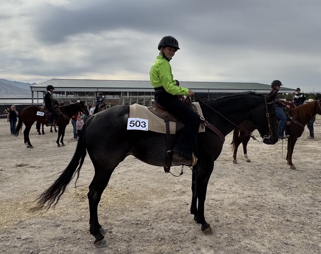 2012 Grade Mare - All around type horse