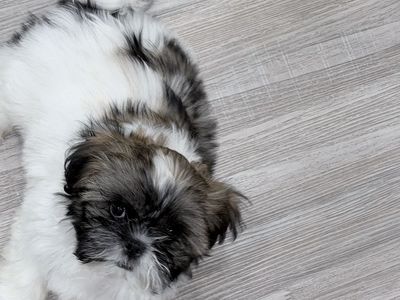 Shih Tzu puppy