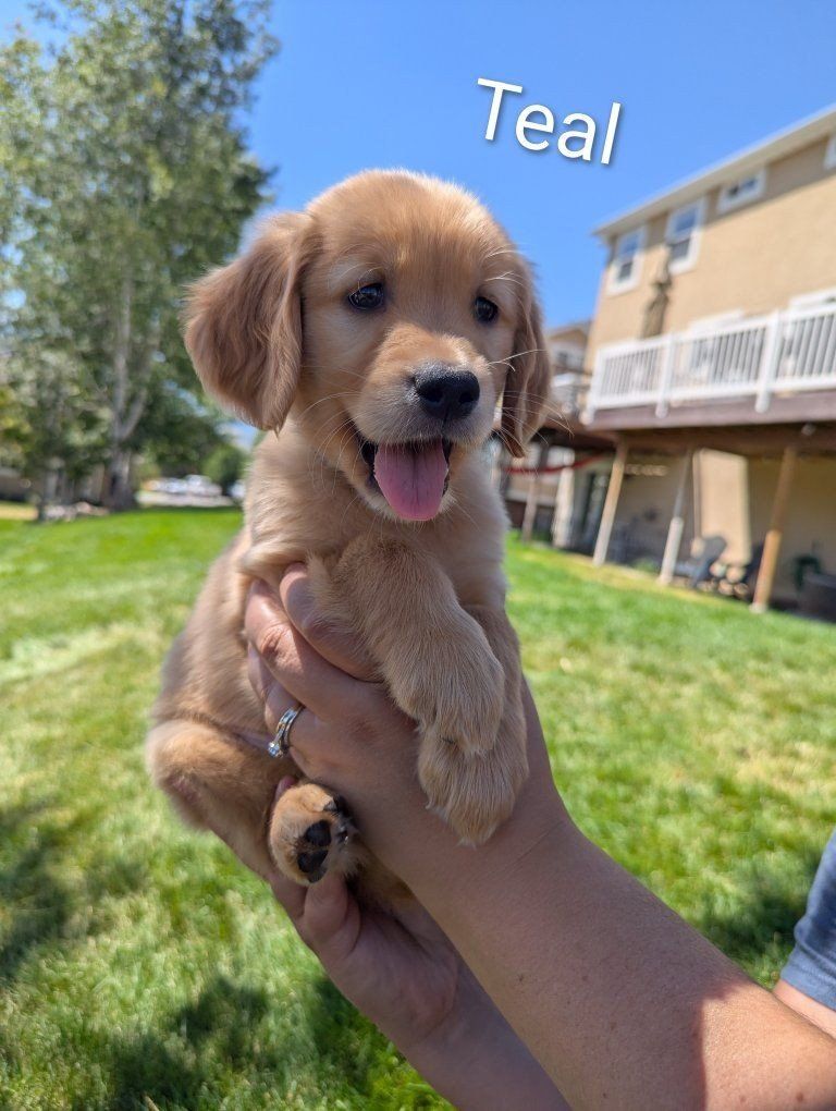 AKC Golden Retriever Puppies