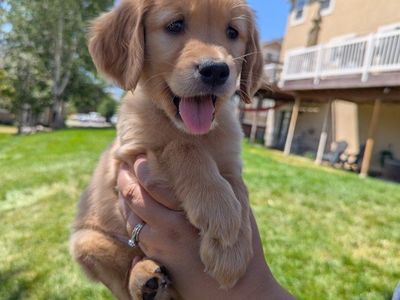 AKC Golden Retriever Puppies