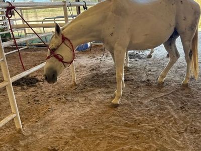 13 year old Gelding