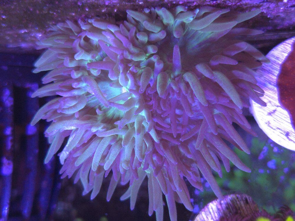 Pack of 5 hardy beginner corals