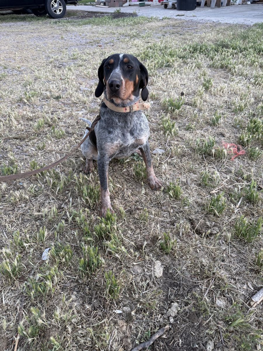 One Year old Bluetick Hound