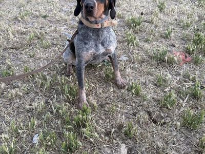 One Year old Bluetick Hound