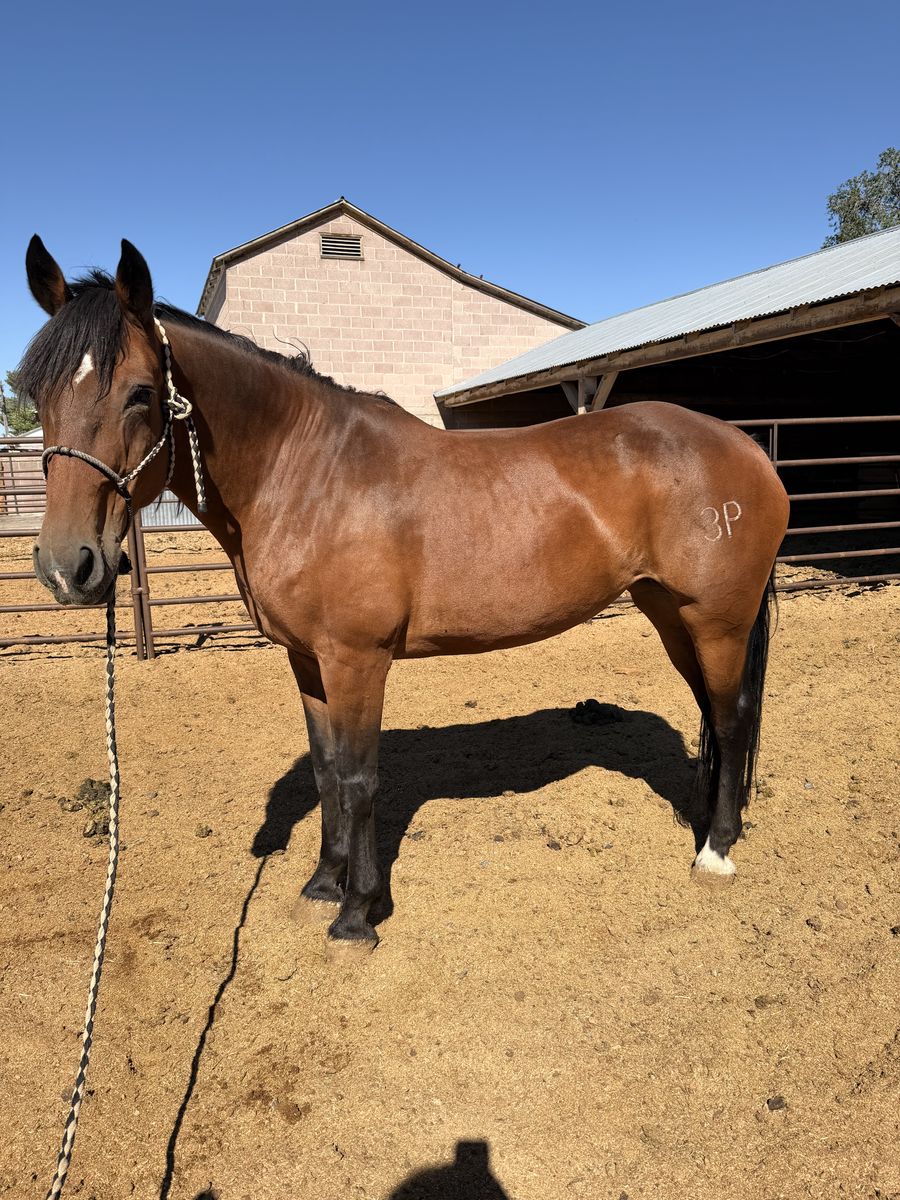 Half draft mare 