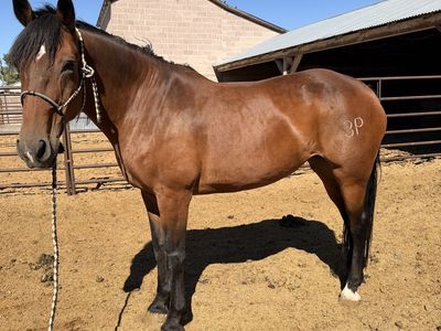 Half draft mare