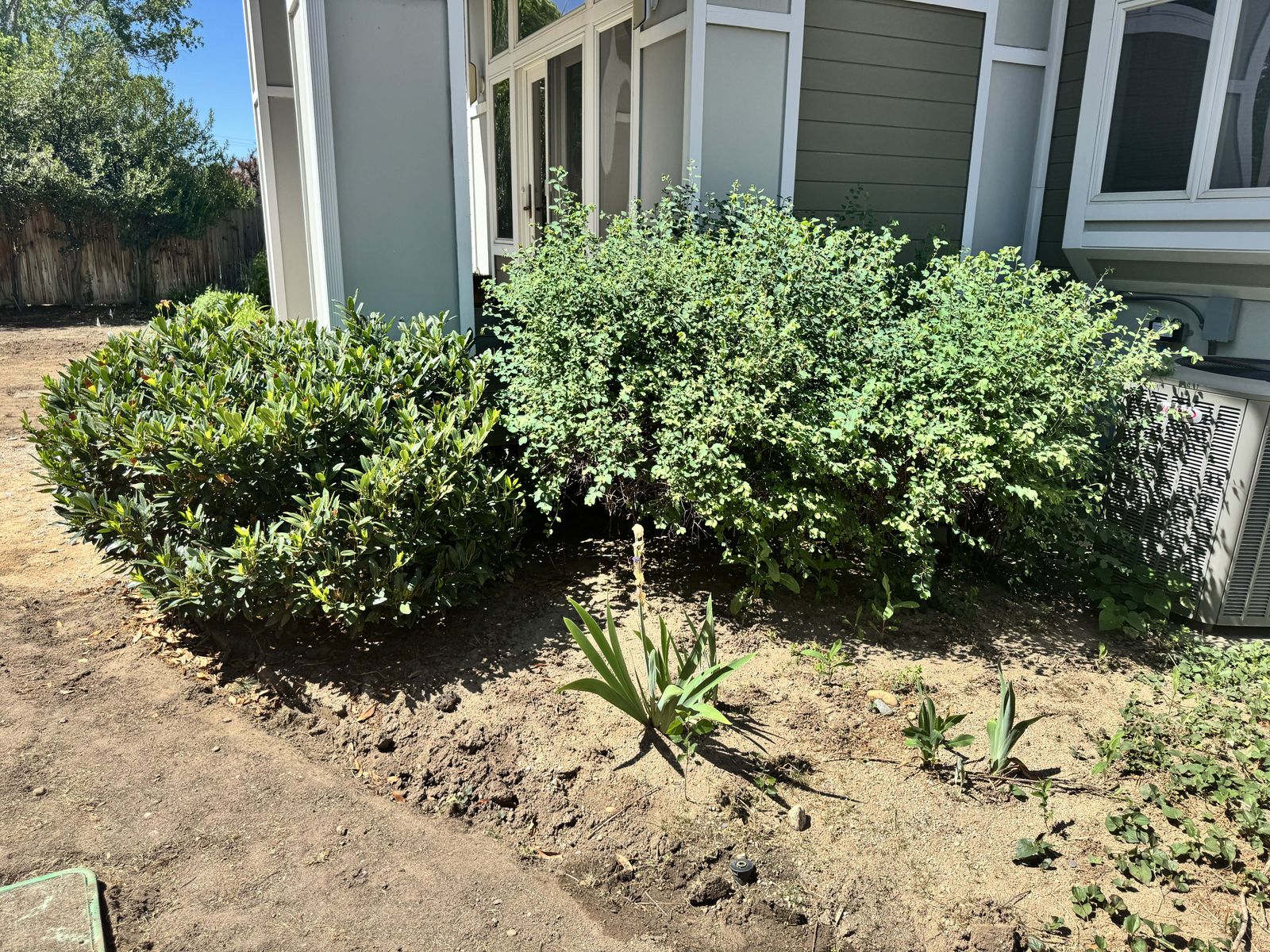 Free shrubs and flowers