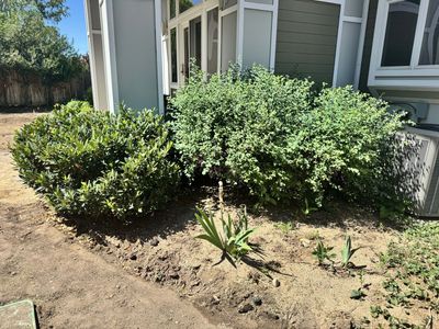 Free shrubs and flowers