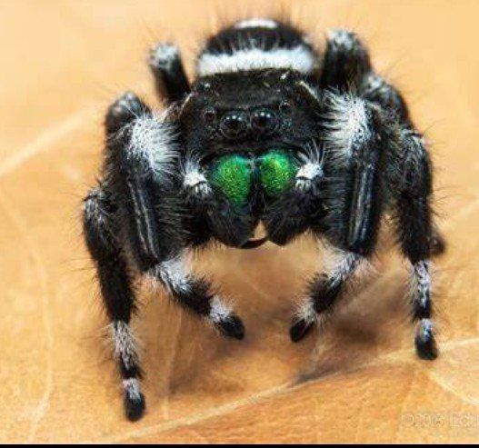 beautiful large bold jumping spider