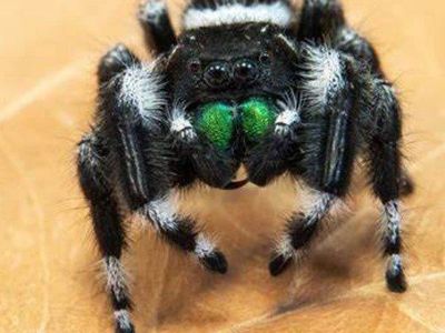 beautiful large bold jumping spider