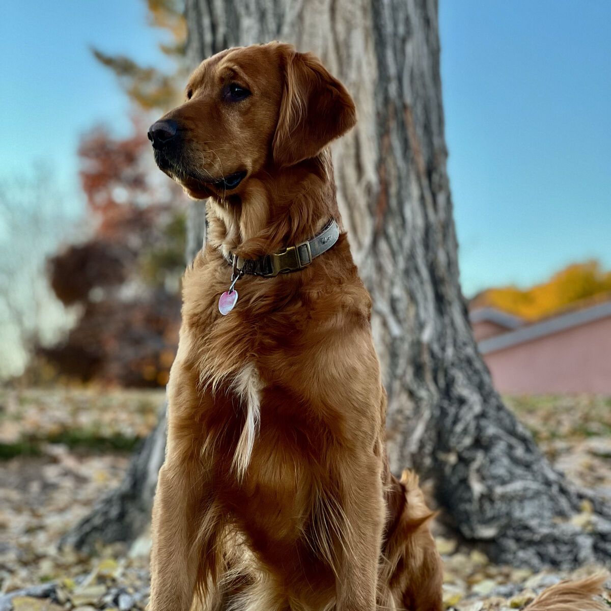 AKC OFA DNA DARK RED GOLDEN RETRIEVER FOR STUD