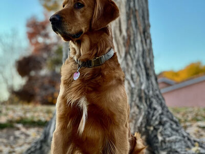 AKC OFA DNA DARK RED GOLDEN RETRIEVER FOR STUD