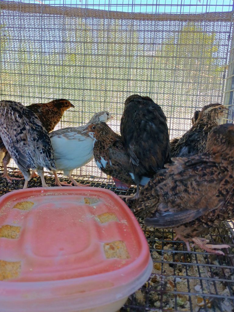 Coturnix Quail 8 weeks old