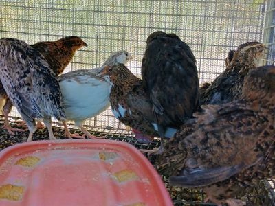 Coturnix Quail 8 weeks old