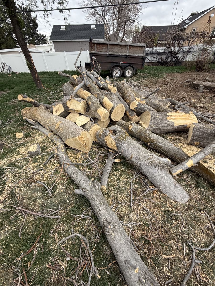 Firewood (Free)