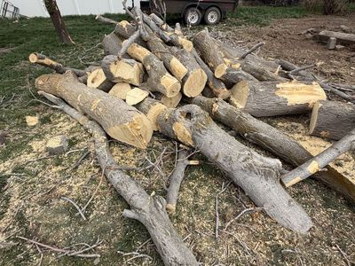 Firewood (Free)
