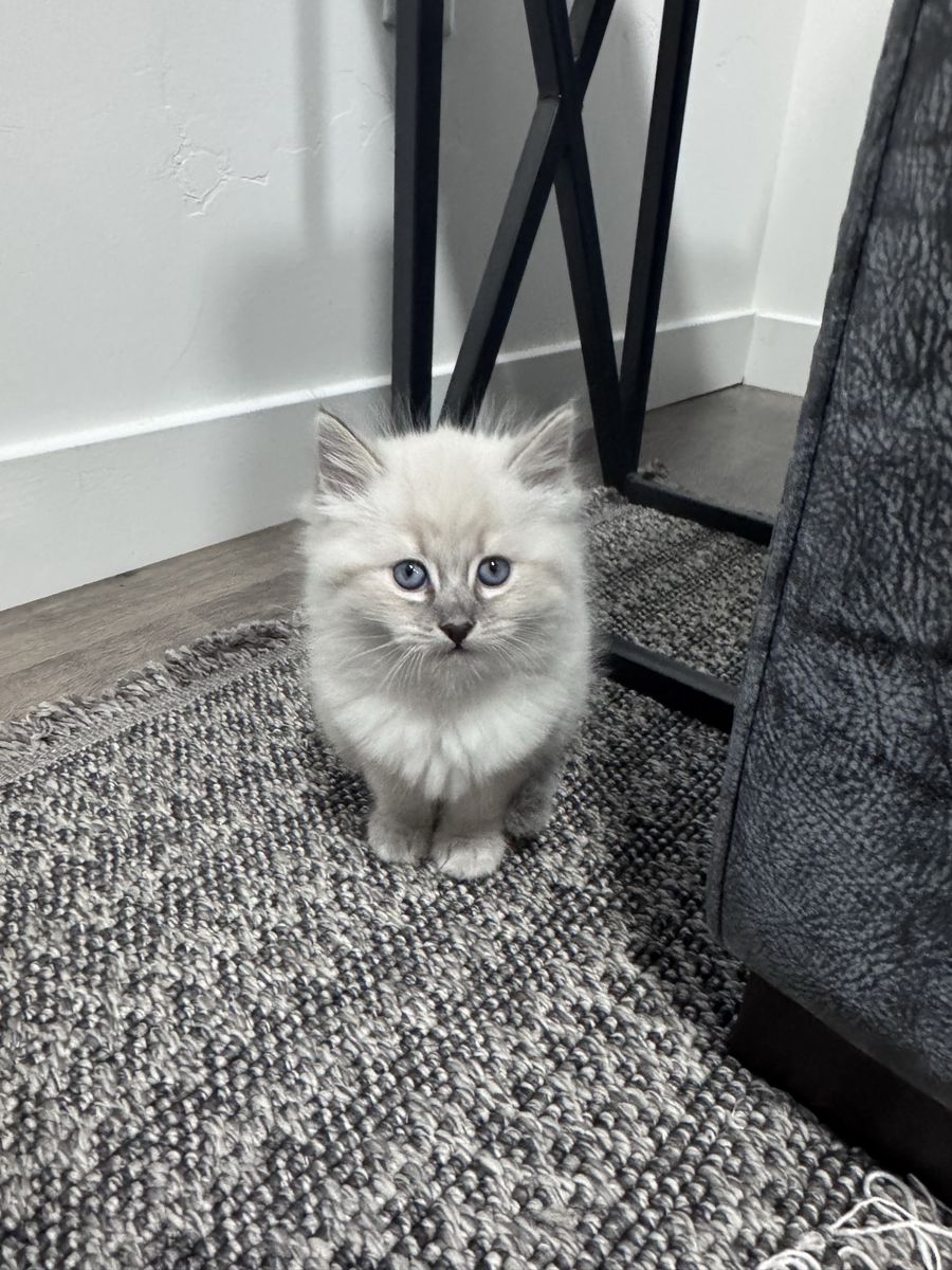 Adorable Purebred Siberian Kittens - Ready for Their Forever Homes Soon!