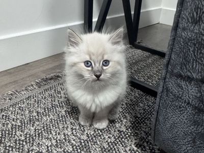 Adorable Purebred Siberian Kittens - Ready for Their Forever Homes Soon!